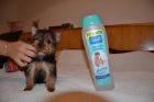 Preciosa cachorrita yorkshire terrier miniatura, ven a verla !! - mejor precio | unprecio.es