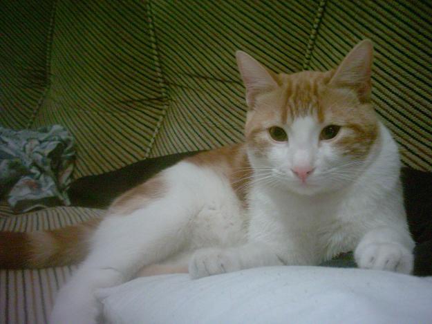 Regalo gato