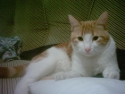 Regalo gato - mejor precio | unprecio.es
