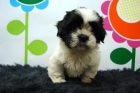 shit tzu cachorretes - mejor precio | unprecio.es