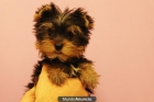 Vendo preciosos, auténticos cachorros de yorkshire terrier mini - mejor precio | unprecio.es