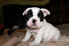 BULLDOG FRANCES CACHORROS - mejor precio | unprecio.es