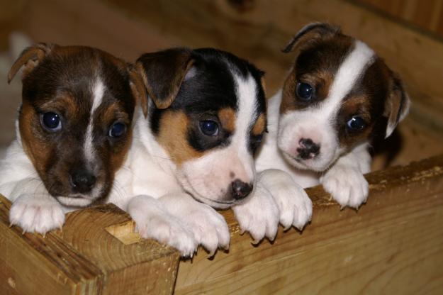 Camadas Jack Russell