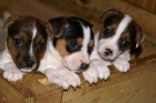 Camadas Jack Russell - mejor precio | unprecio.es