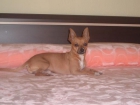 Chihuahua busca novia - mejor precio | unprecio.es