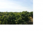 Finca rustica de 2,39 th (2843 m2) en rafal plantado de naranjos - mejor precio | unprecio.es