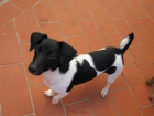 Hembra Jack Russell - mejor precio | unprecio.es