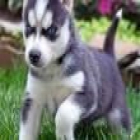 Husky siberiano , machos & hembras con pedigree - mejor precio | unprecio.es