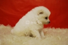 Pomeranias ( Blancos ) Machos y Hembras Disponible - mejor precio | unprecio.es