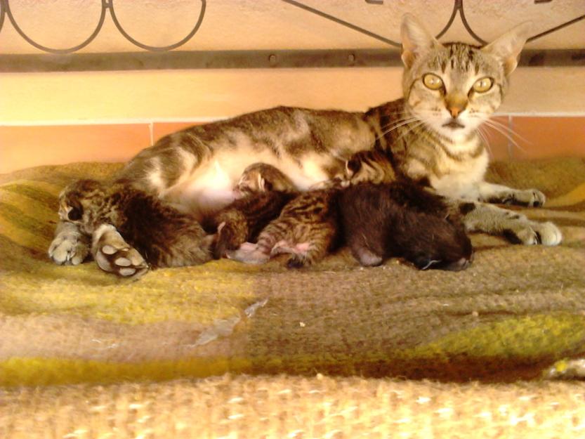 Regalo gatita