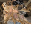 SE REGALAN PERRITOS - mejor precio | unprecio.es