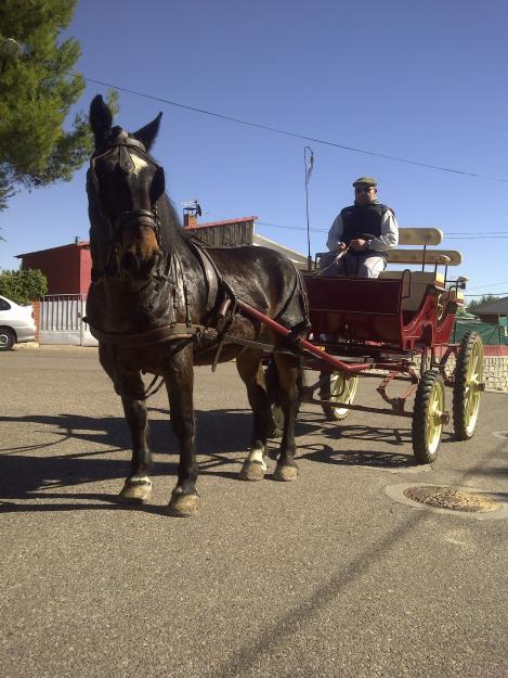 ¡oportunidad! caballo más calesa.