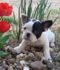Adorable y cachorro de buldog francés bien socializado para adopción. - mejor precio | unprecio.es