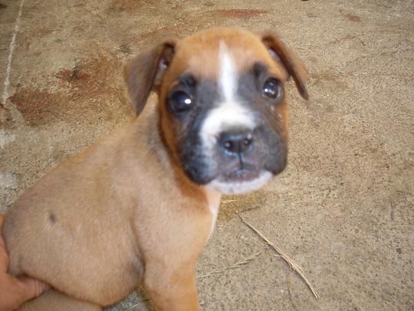 Cachorros boxer