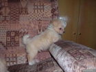 Cachorros de Chihuahua Mini - mejor precio | unprecio.es