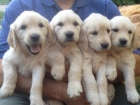 Cachorros de Golden Retriever - mejor precio | unprecio.es