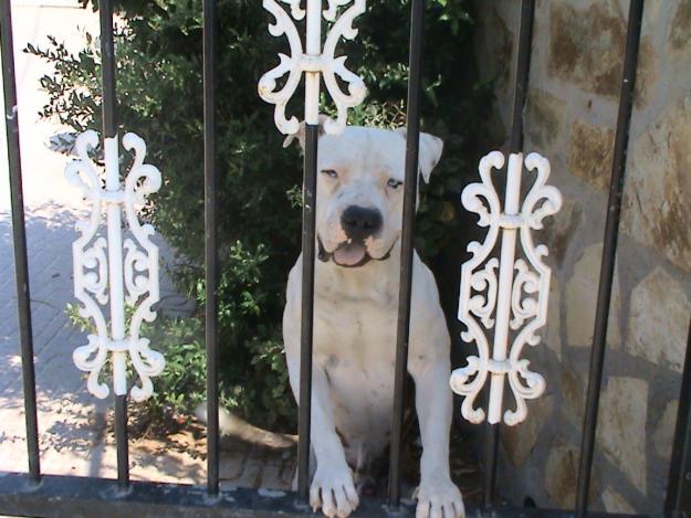cachorros pitbull