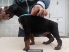 camada de doberman - mejor precio | unprecio.es