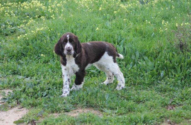 English Springer Spaniel