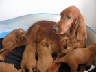 Preciosos cachorros de Setter Seter Irlandes - mejor precio | unprecio.es