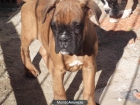 se vende cachorros boxer - mejor precio | unprecio.es