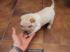 Vendo Shar Pei - mejor precio | unprecio.es