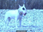 ¡¡se vende espectacular cachorrita de bull terrier 370 !! - mejor precio | unprecio.es