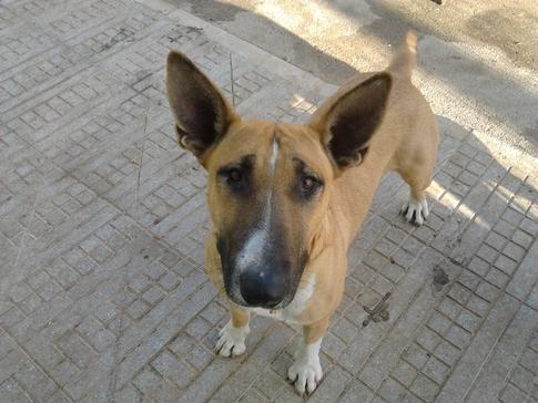 Adopta a Gilda