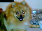 Busco novia Pomerania hembra - mejor precio | unprecio.es