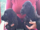 Cachorros de cocker Negros con pedigree - mejor precio | unprecio.es