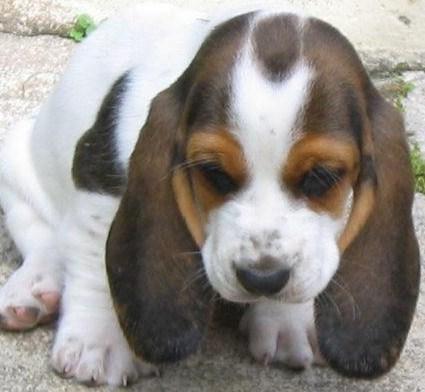 Fantasticos cachorros de basset hound