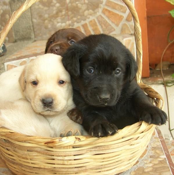 LABRADORES GUAPISIMOS NEGROS, CANELAS Y CHOCOLATES