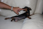 Pinscher Toy Malaga 250€ ocasion - mejor precio | unprecio.es