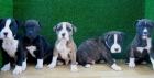 PITBULL TERRIER 190€ - mejor precio | unprecio.es