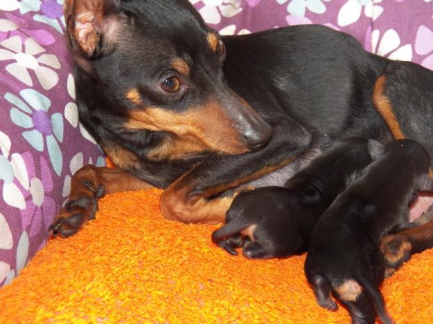 RATON DE PRAGA PUROS, SE PUEDEN VER PADRES!!!