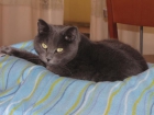 Se regala gatita - mejor precio | unprecio.es