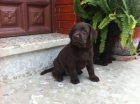 Se vende camada de labradores chocolates - mejor precio | unprecio.es