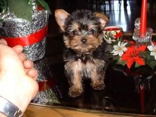 yorkie masculino del bebé para la adopción libre