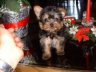 yorkie masculino del bebé para la adopción libre - mejor precio | unprecio.es