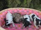 BULLDOG DE 8 SEMANAS, 390 euros - mejor precio | unprecio.es