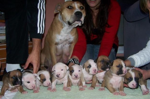 cachorros de american stafford