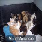 Gata montunita con 4 crias en la perrera esperando sacrificio - mejor precio | unprecio.es