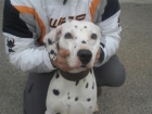 MARA, dalmata busca familia responsable - mejor precio | unprecio.es