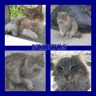 NUDITOS: Joven gato de pelo largo malviviendo en una colonia de gatos en un polígono muy t - mejor precio | unprecio.es