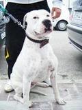 PITBULL BUSCA NOVIA PARA MONTA