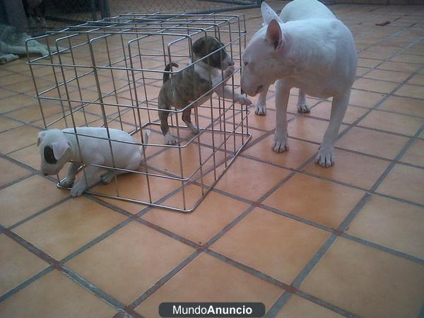 REGALO BULL TERRIER PEDIGREE