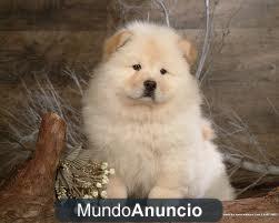 Regalo cachorros chow chow