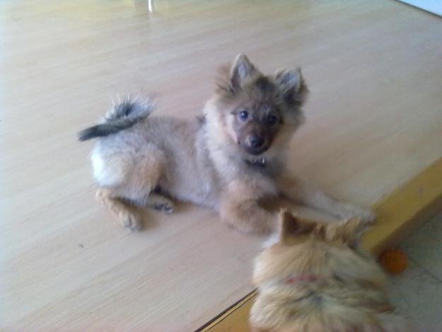 urge vender cachorro pomerania 199€