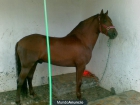 VENDO CABALLO A NIVEL SAN JORGE ALAZAN - mejor precio | unprecio.es