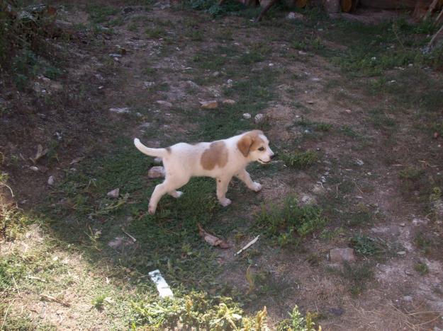 vendo cachorro mastin